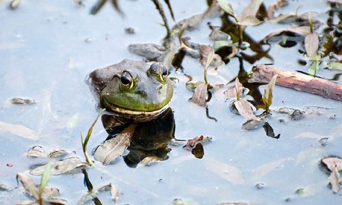 Frog sitting in the water