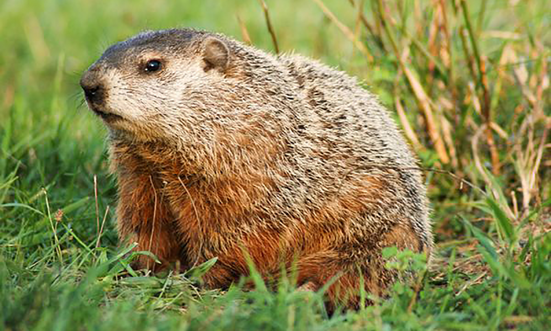 groundhog