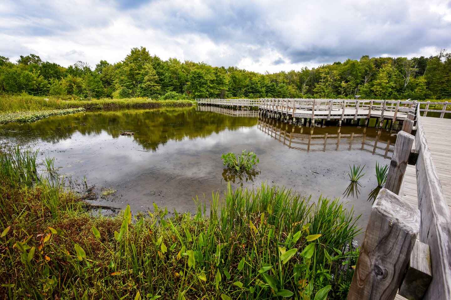 Pond with a boardwalk around it