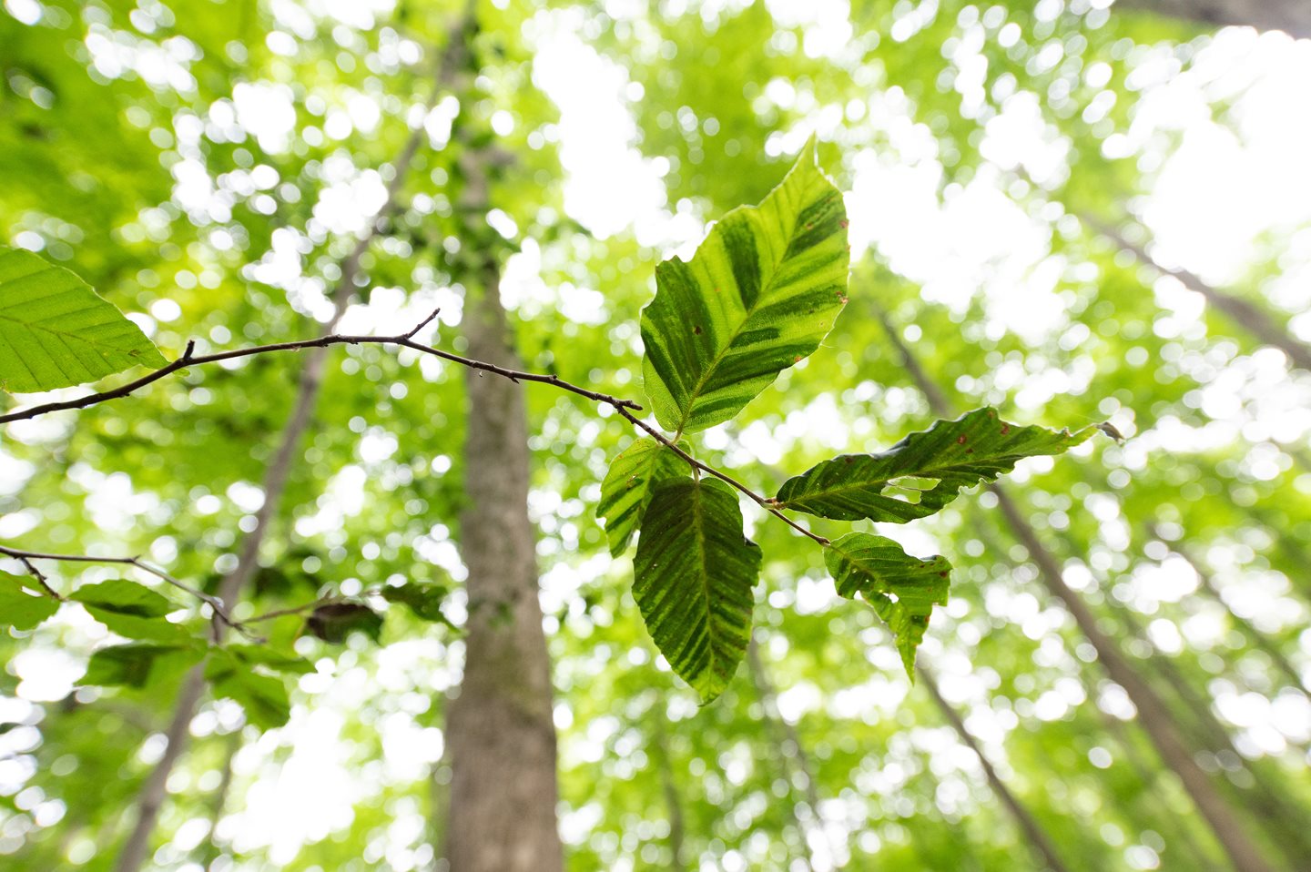 Close up a leaves on a tree branch