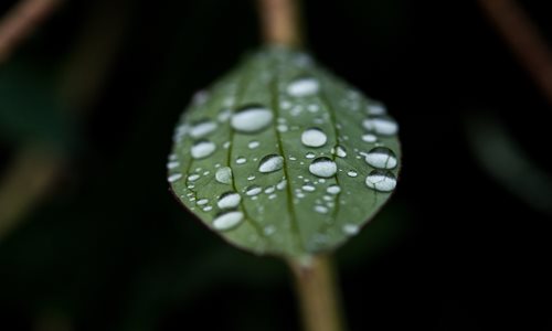 Water droplets on a leaf