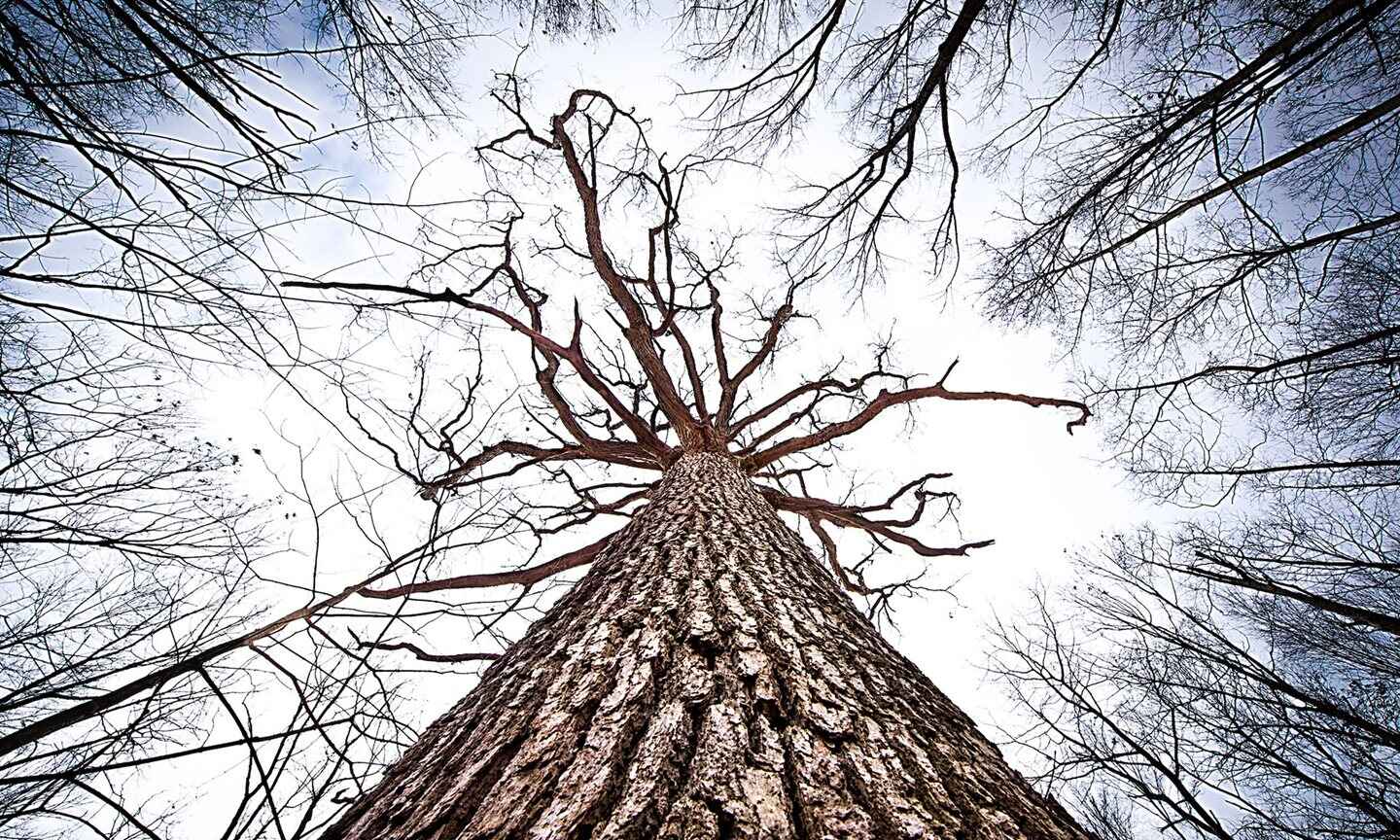 Tree with empty branches