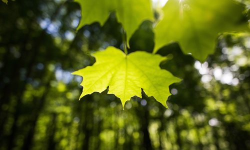 Green leaf on a tree