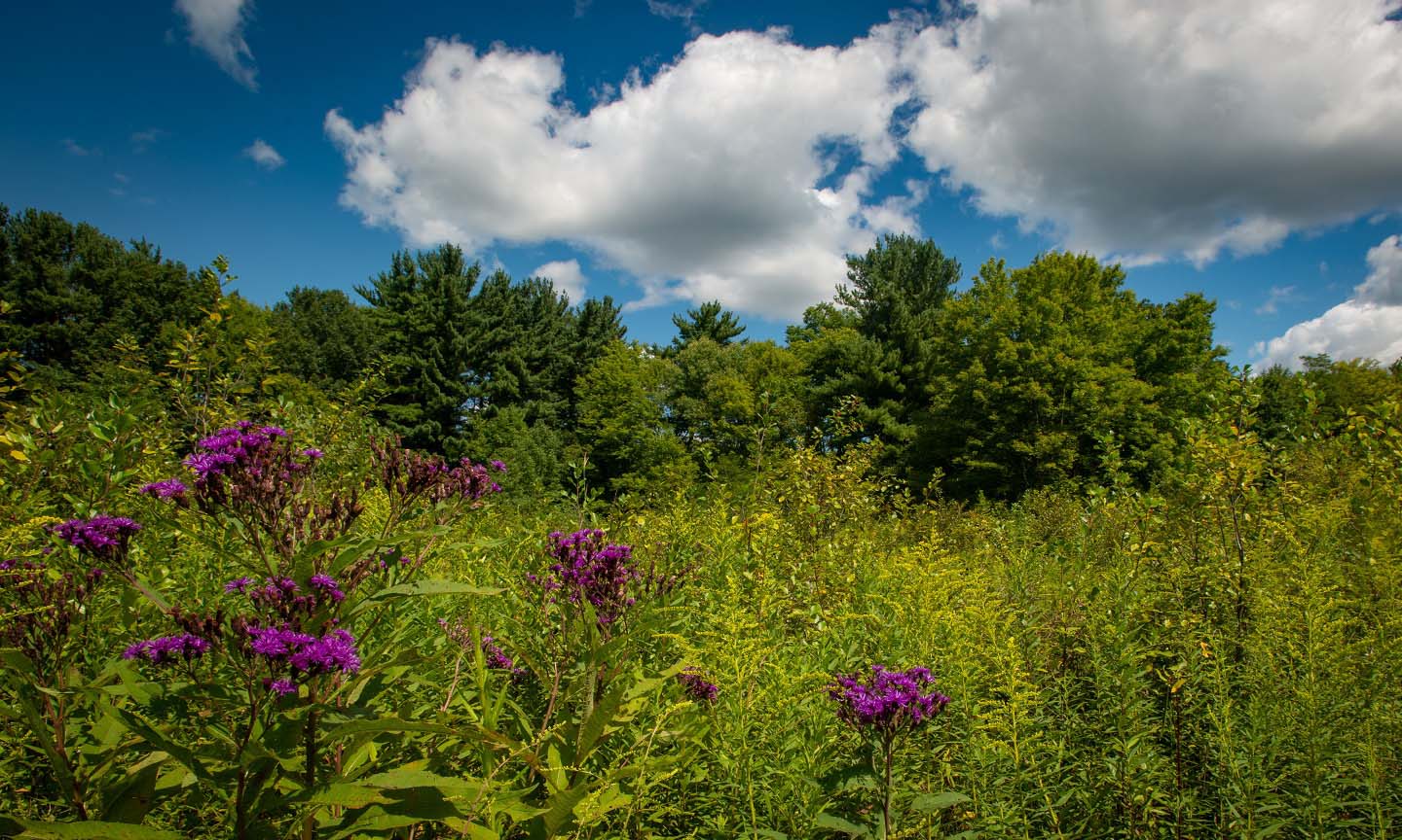 Meadow with purple flowers