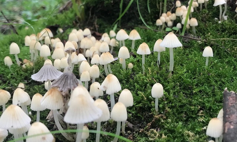 Mushrooms on moss