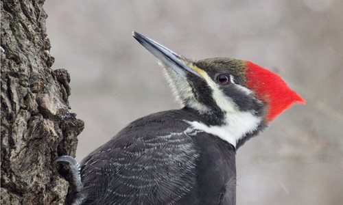 Bird with a red head