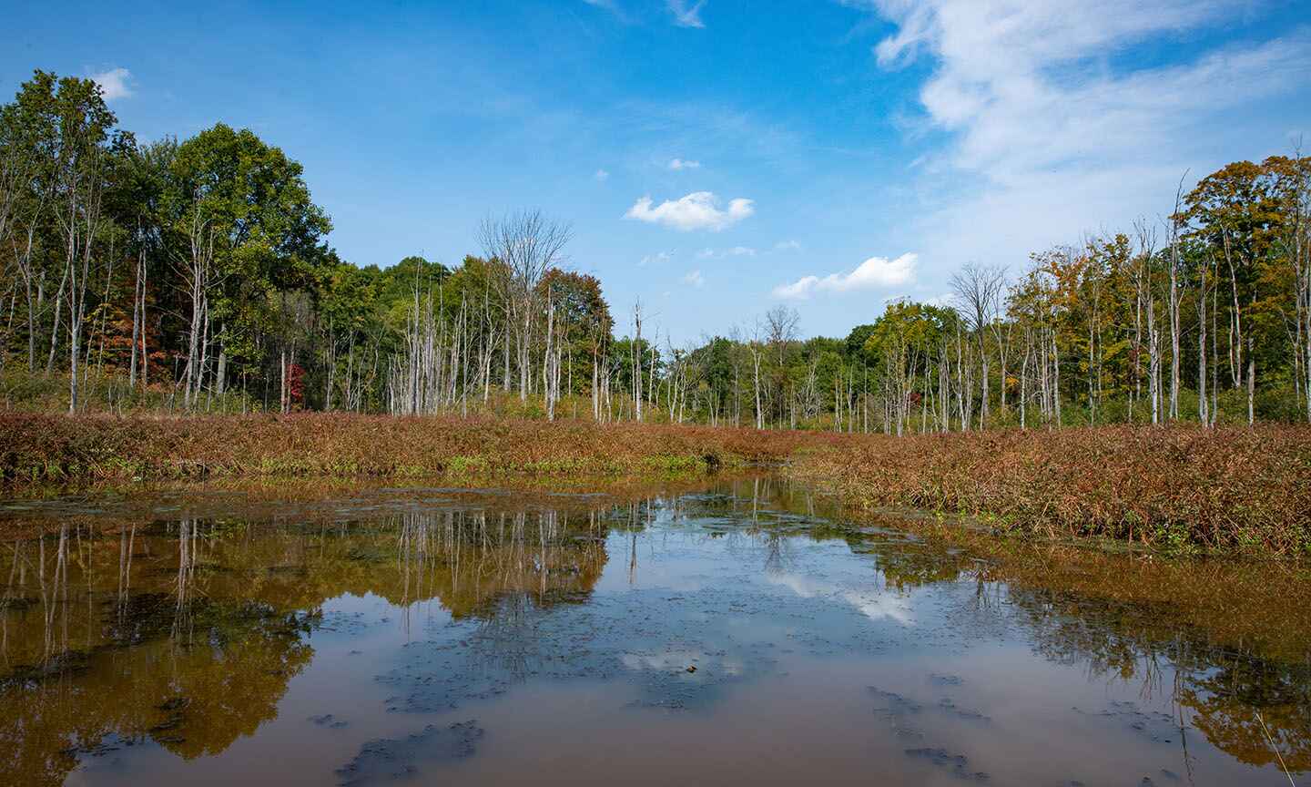 Pond surrounded by trees with colorful leaves