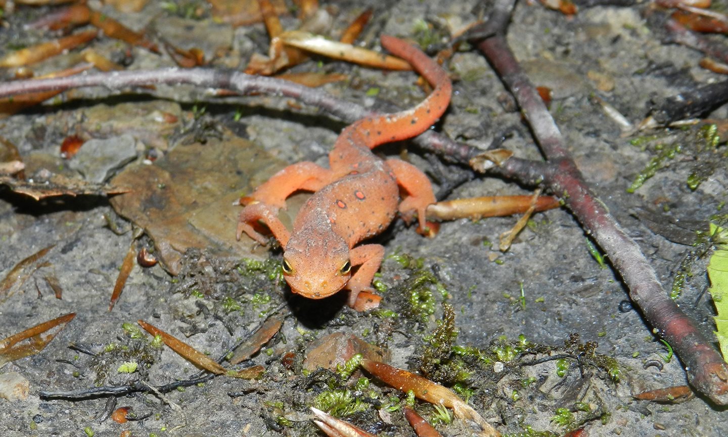 Orange frog on the ground