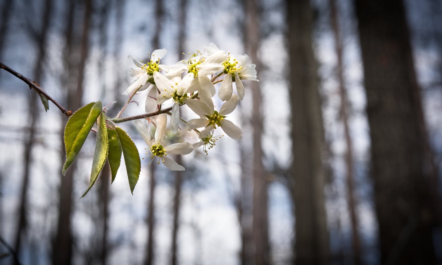 White flower on a stem