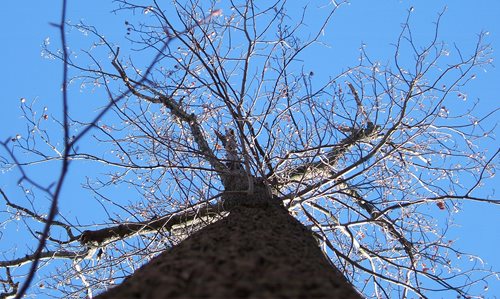 Tree with empty branches