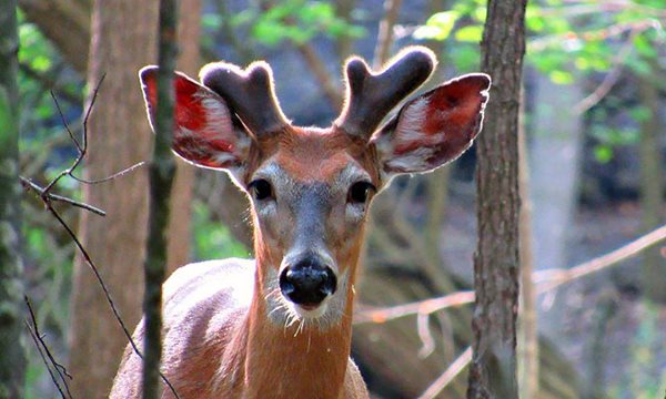 Deer peering through the trees