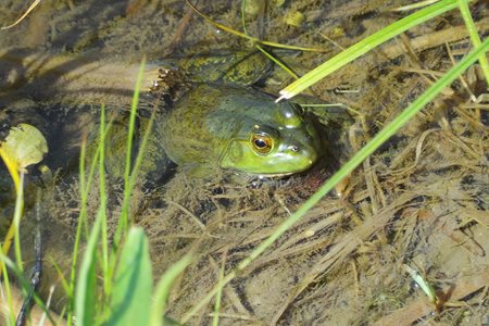 Bullfrog in a pond