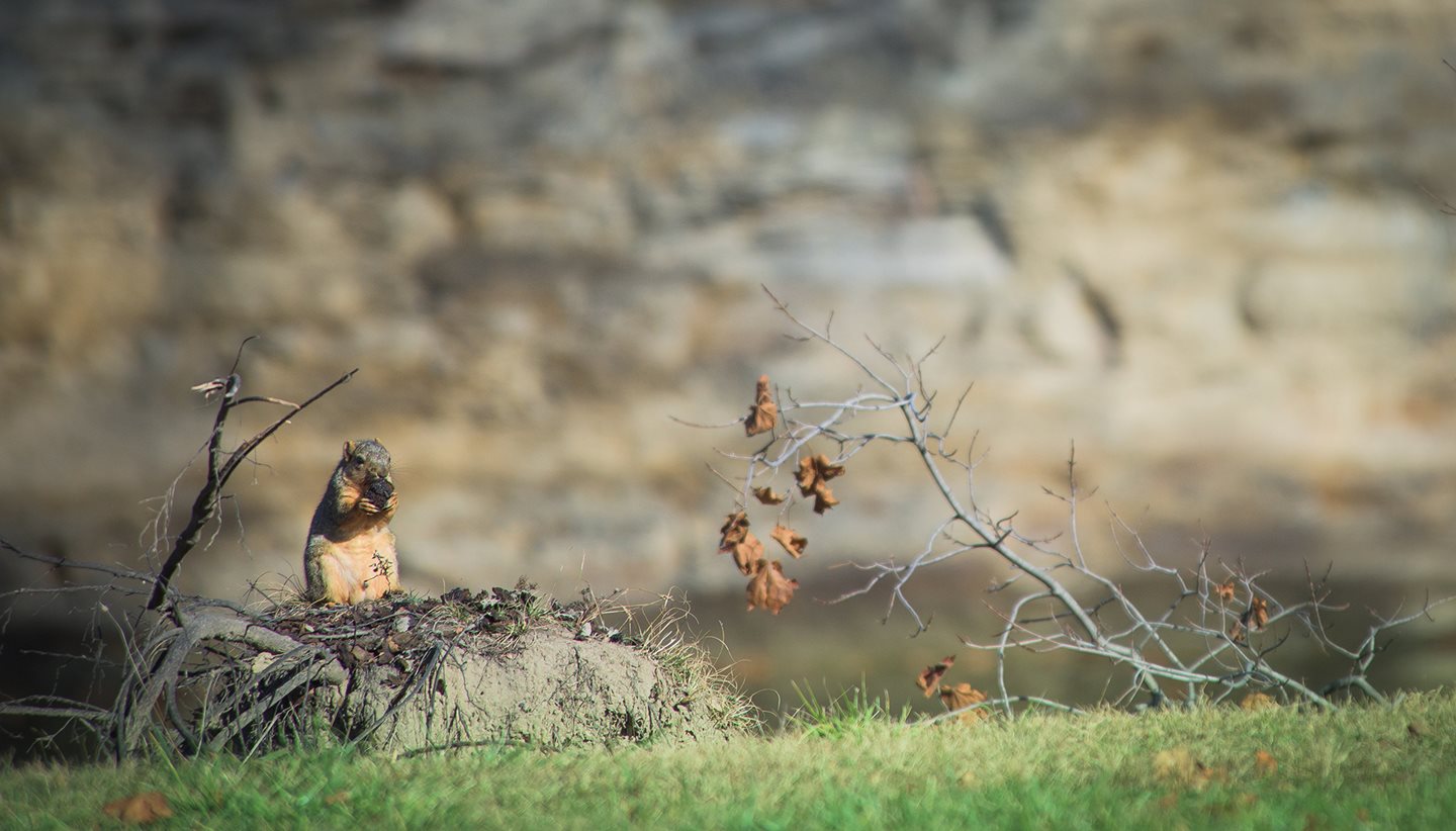 Squirrel eating a nut