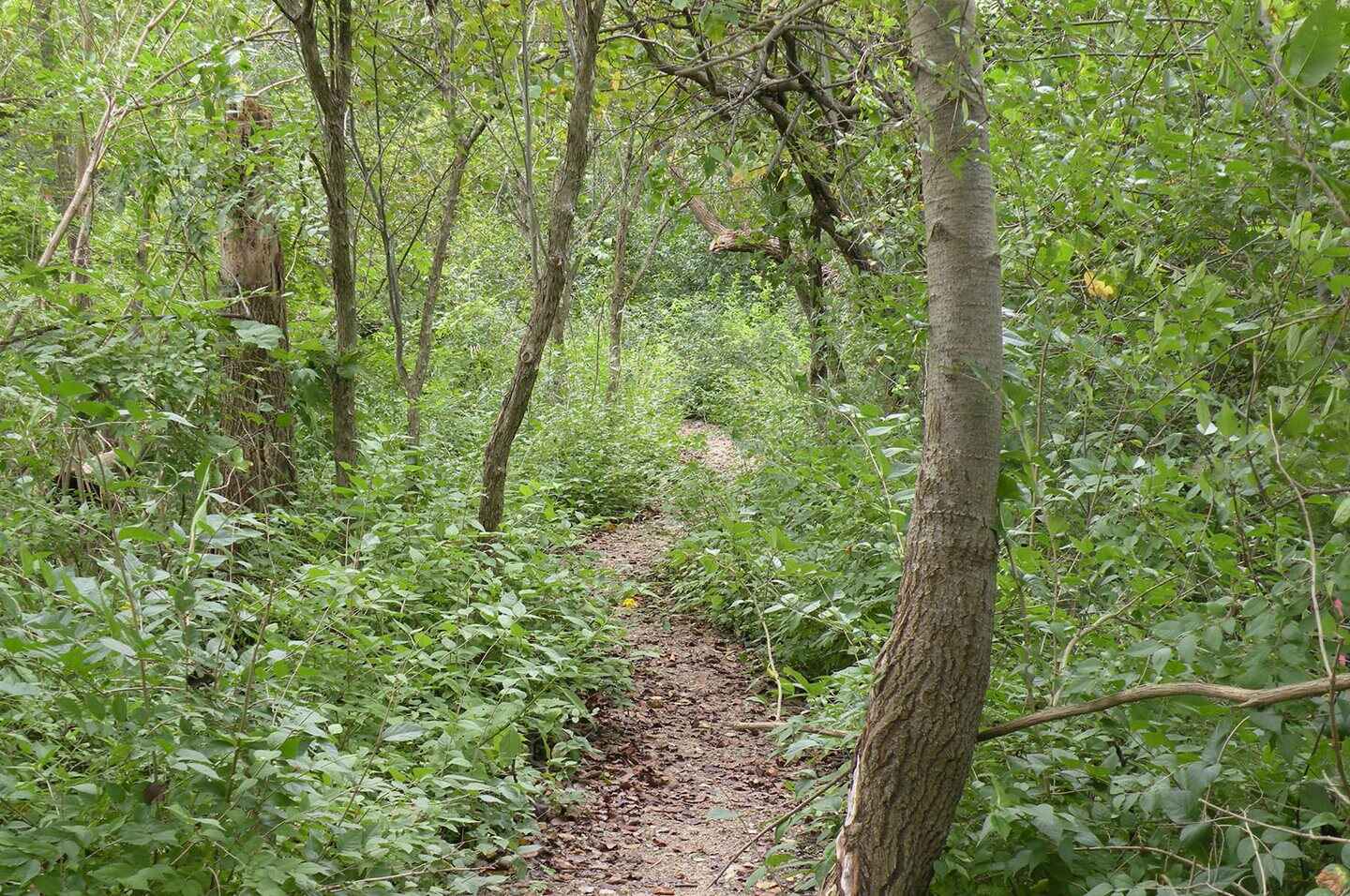 Trail going through the woods