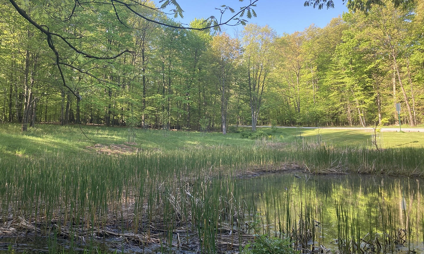 Burnt Ridge Wetland