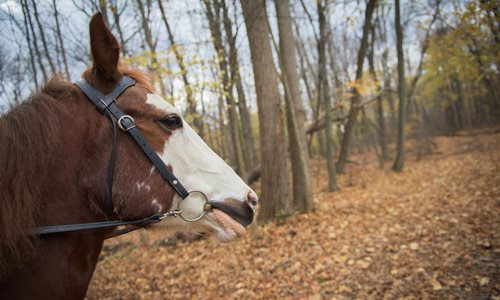 Brecksville Stables