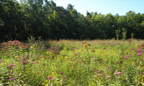 Tallgrass Prairie