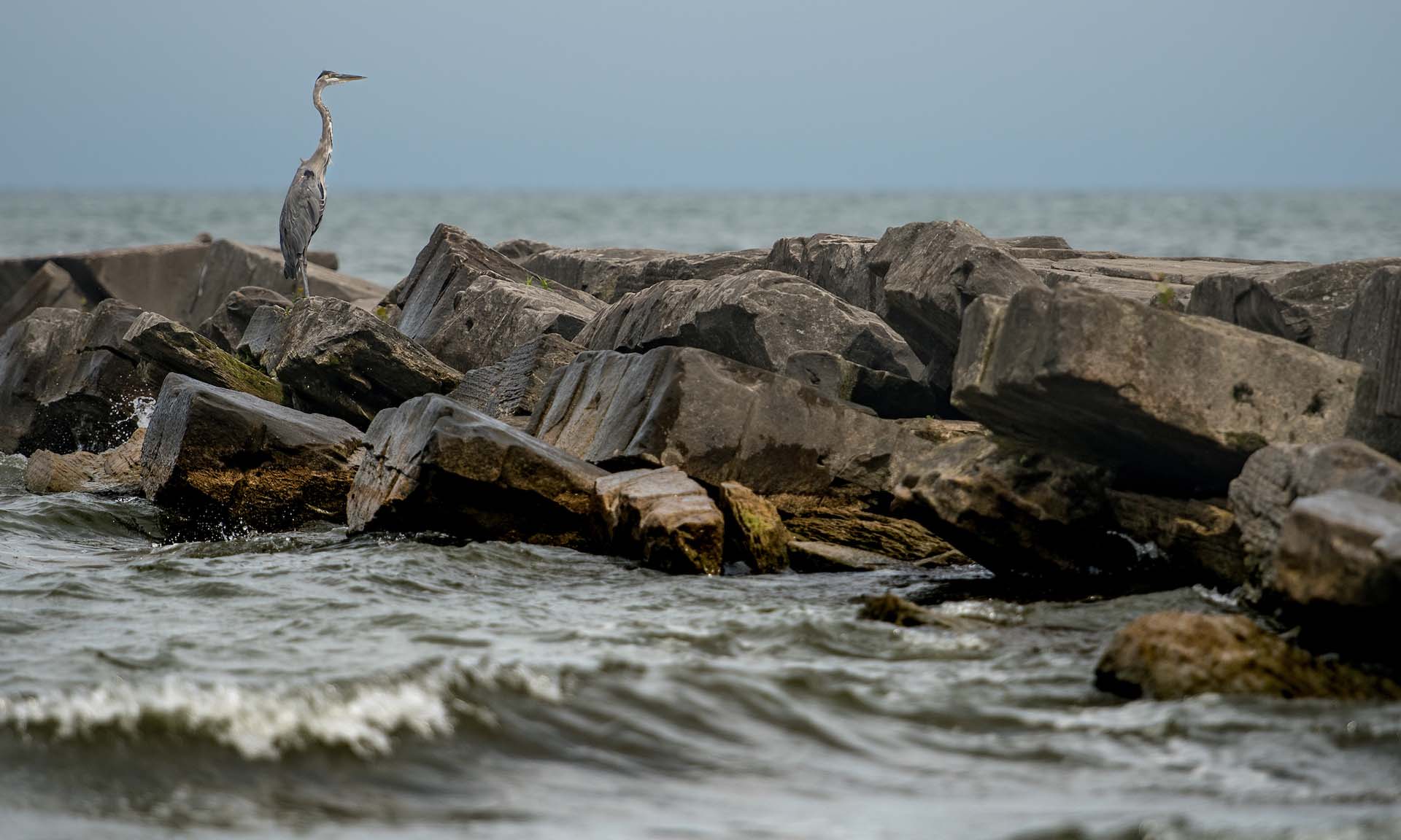 A heron stands on large rocks along a shoreline with waves in the foreground and a cloudy sky in the background.