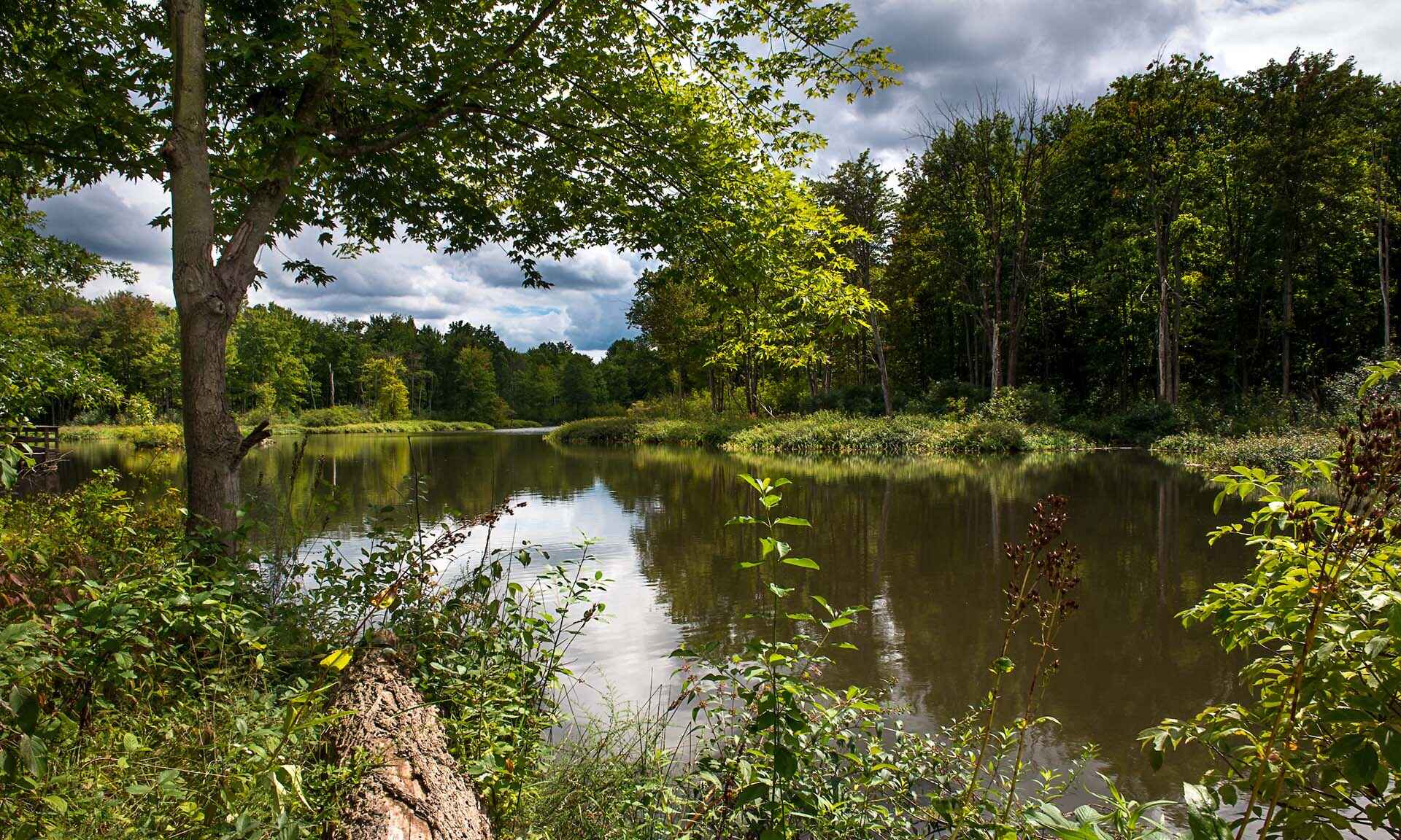 Pond within a park