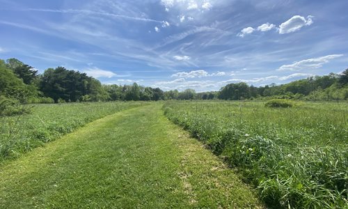 Rogers Meadow