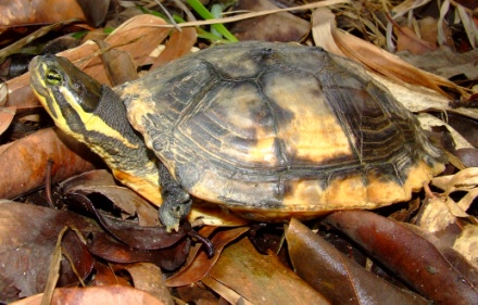 A turtle sitting on leaves