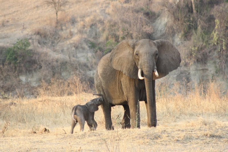 A baby elephant and its parent