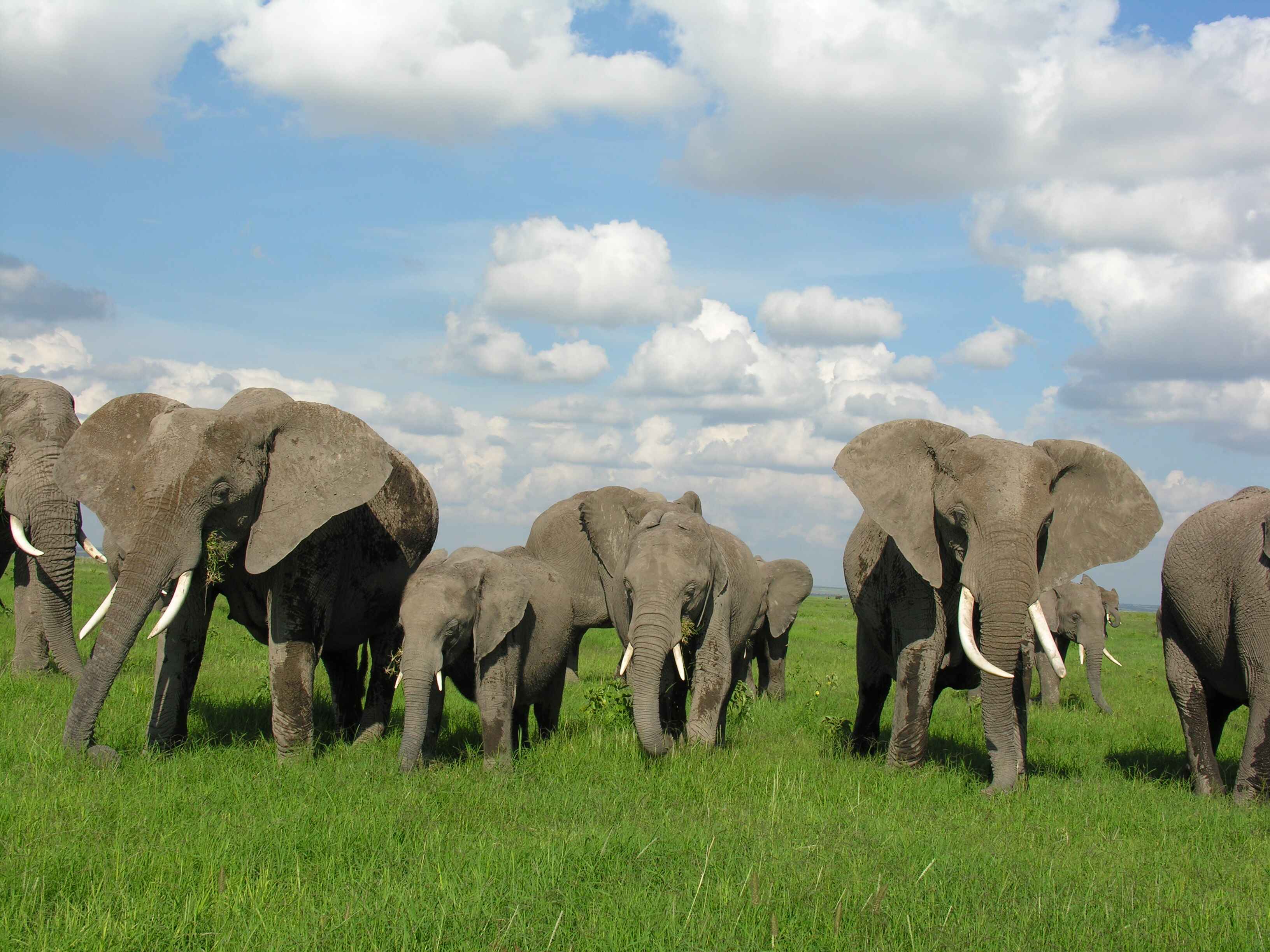 A group of elephants walking