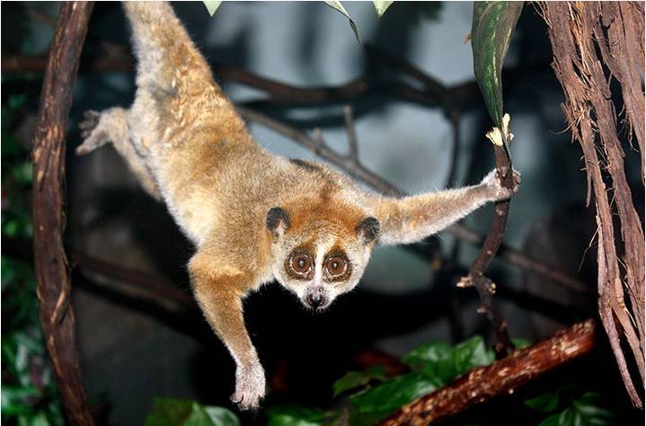 A loris primate in a tree