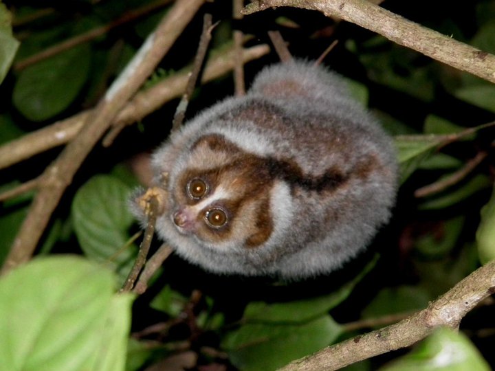 A loris primate