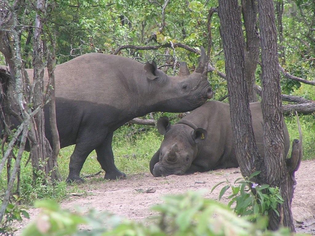 A rhino laying down and one walking