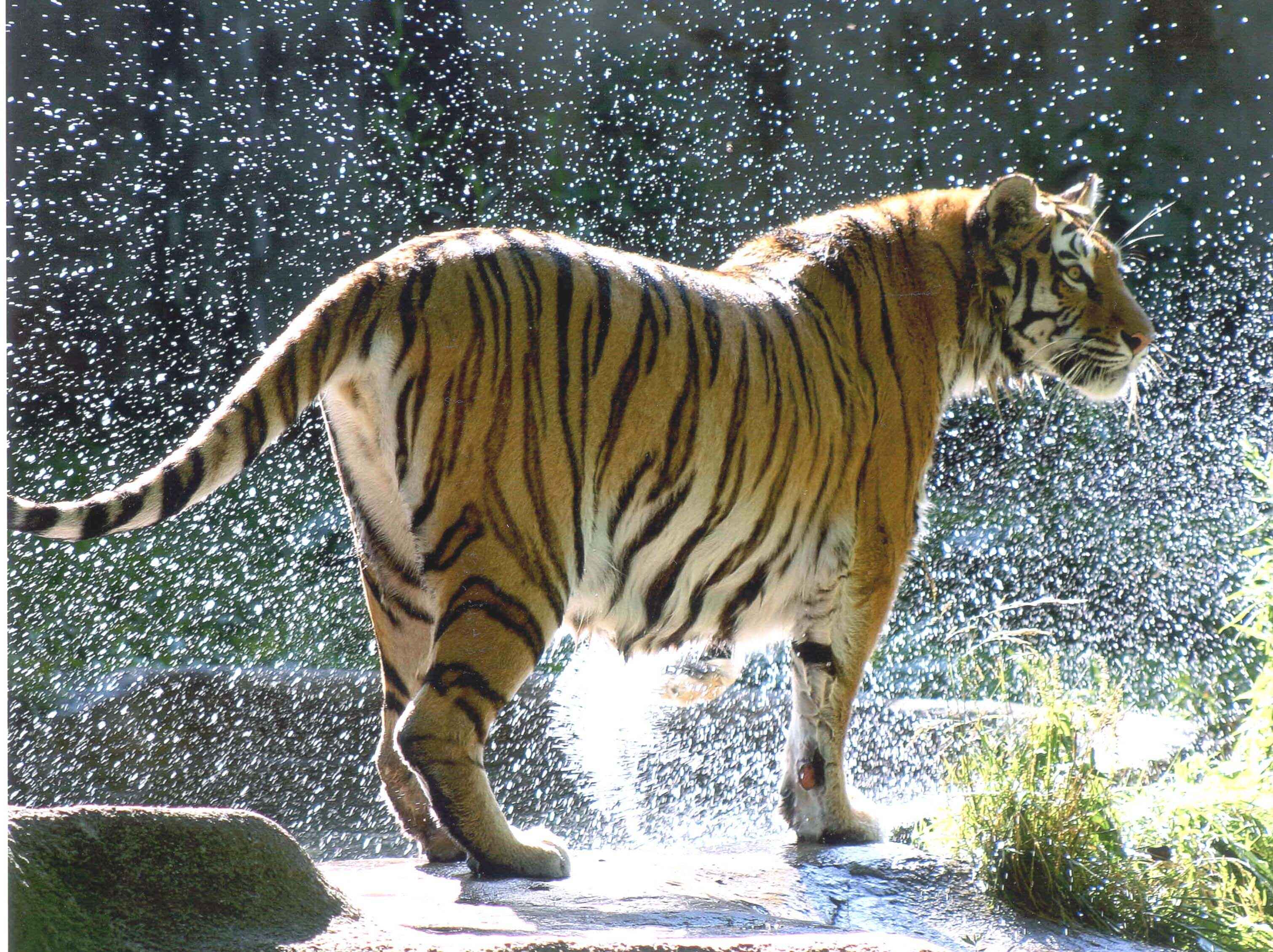 A tiger shaking off water