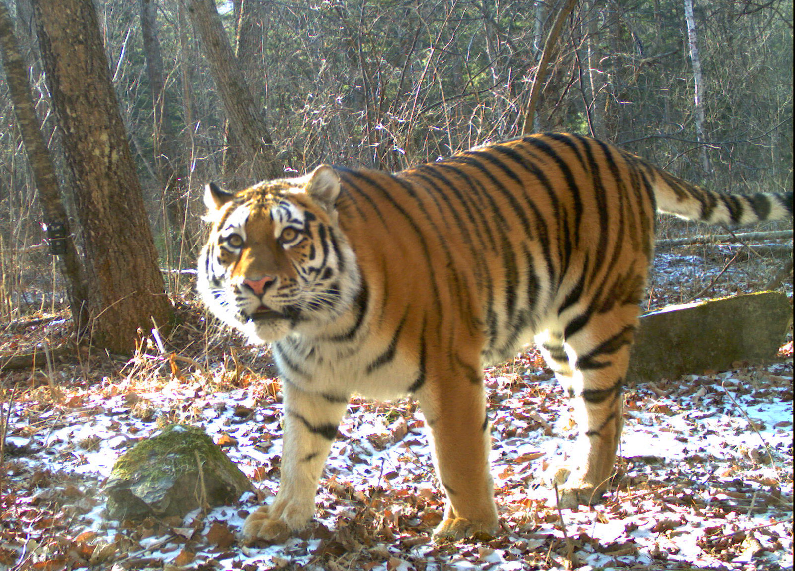 A tiger walking among the trees