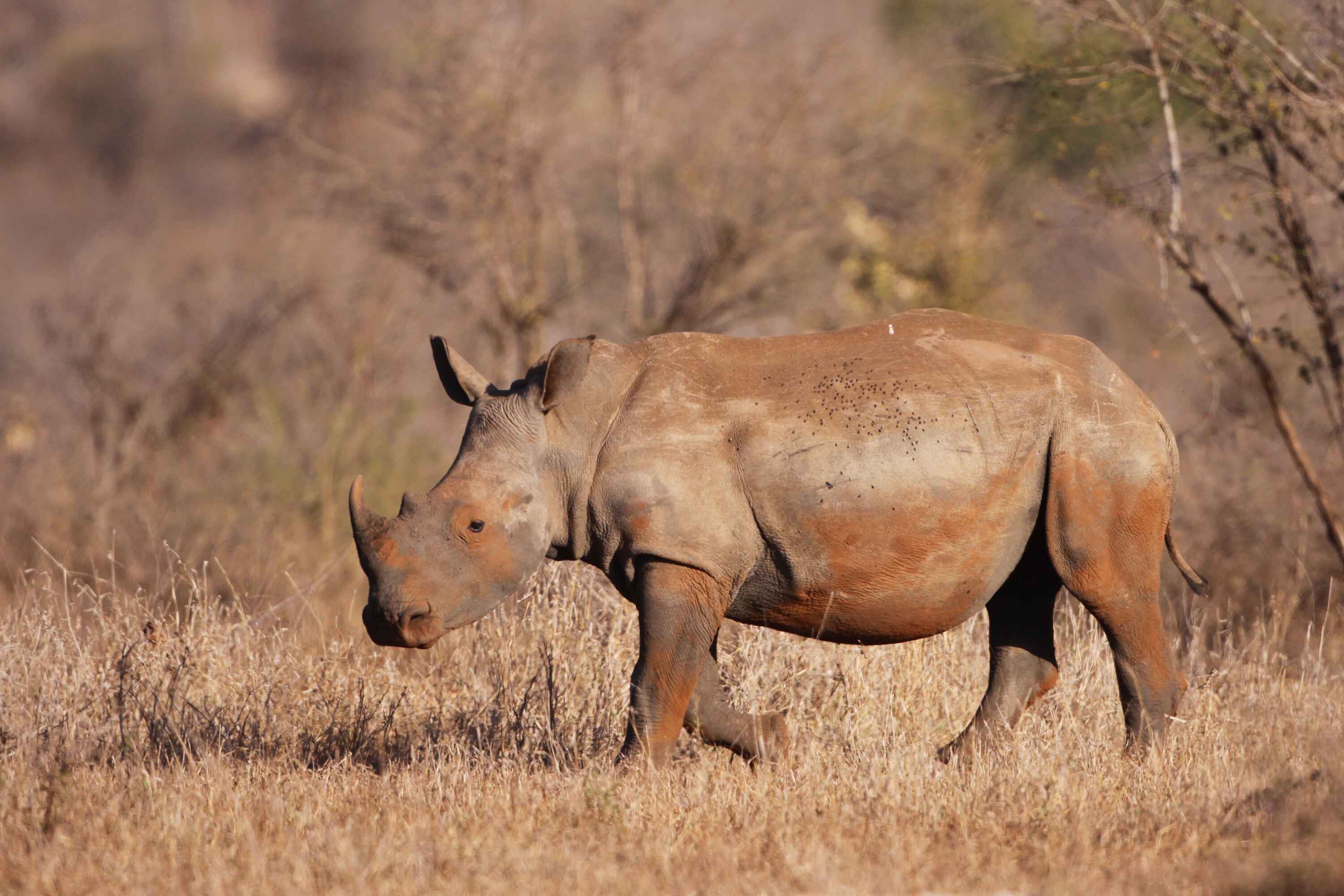 A white rhino in the wild