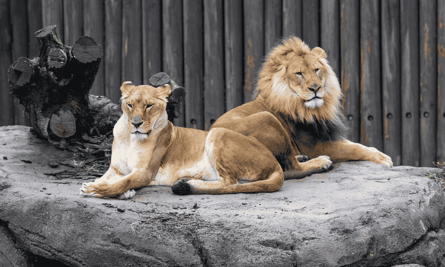 Two lions sitting on a rock