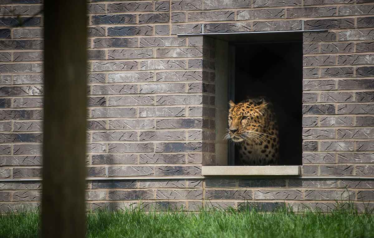 A leopard looking out a window