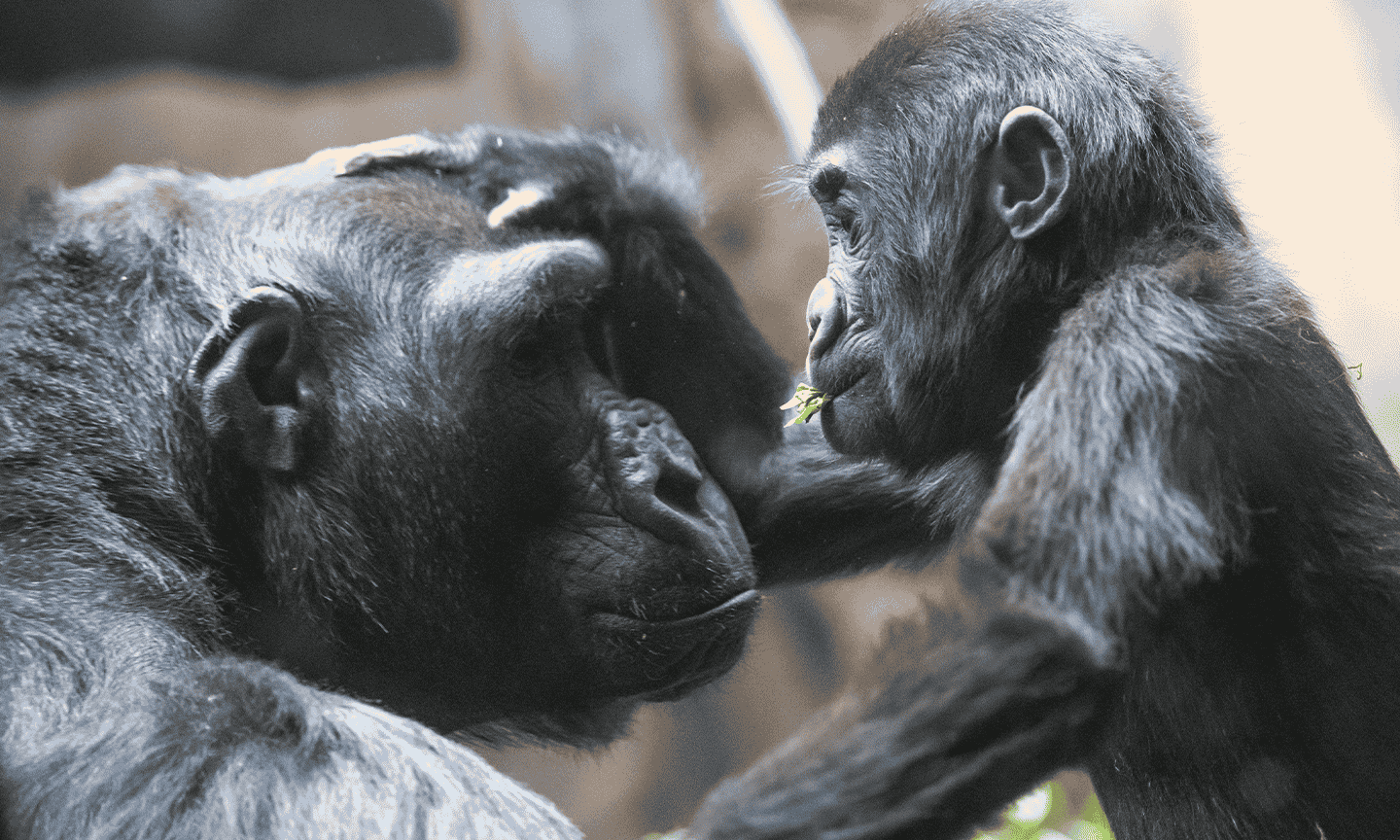 A baby gorilla looking at an adult gorilla