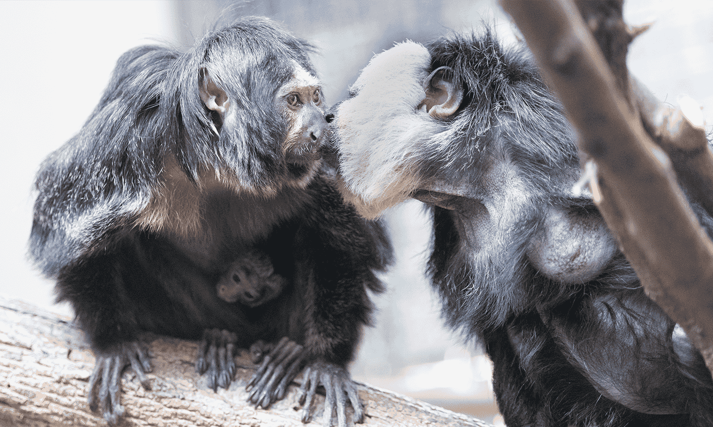 A family of white-faced saki monkey