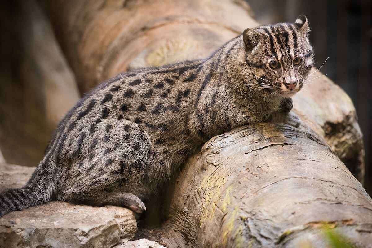 A big cat on a log