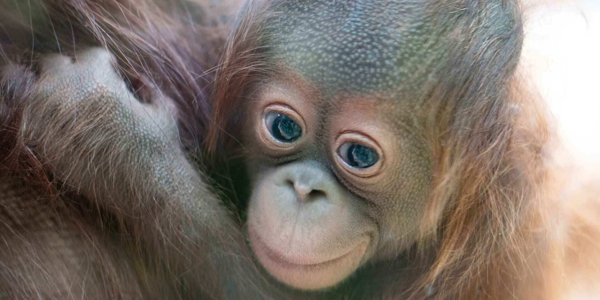 A baby orangutan 