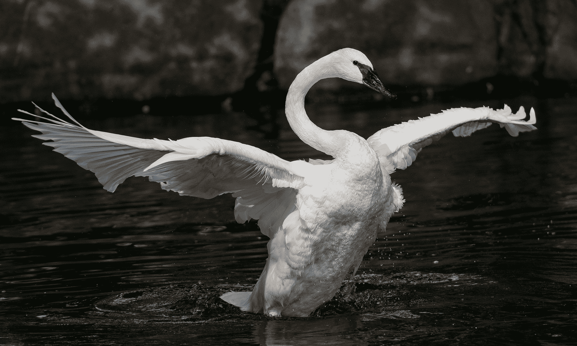 A swan flying above the water