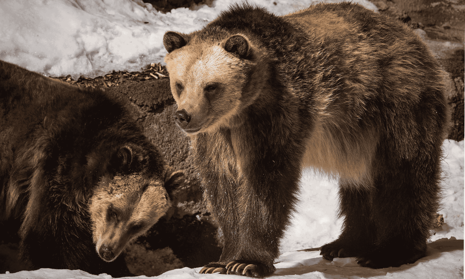 Grizzly bears in the snow