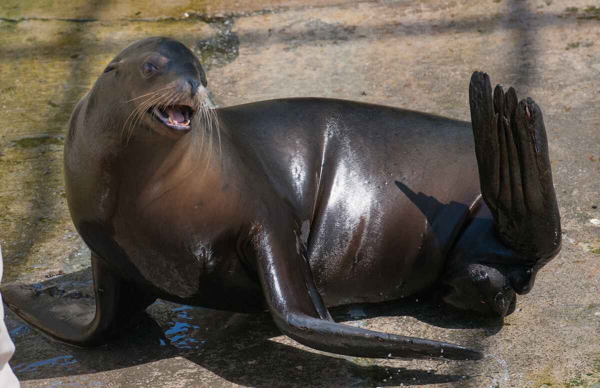 A seal at the zoo