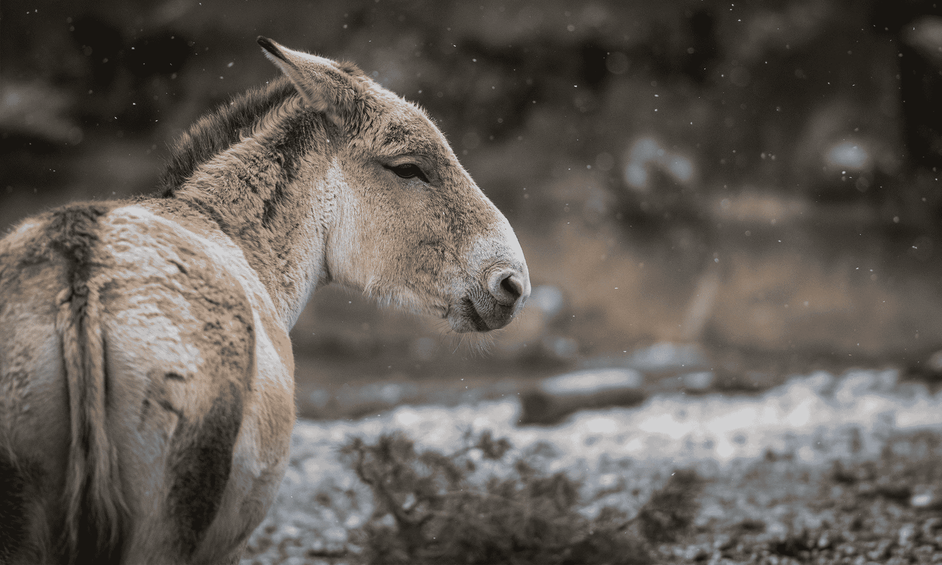 A donkey in the snow