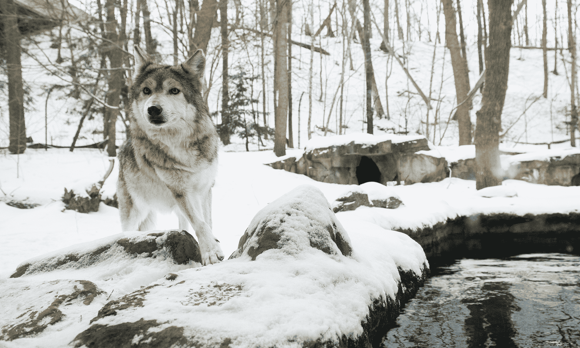 A wolf walking in the snow