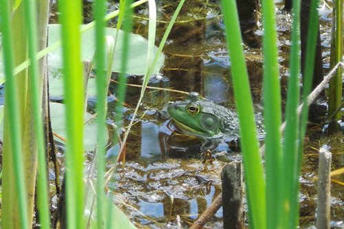 bull-frog-wetland.jpg