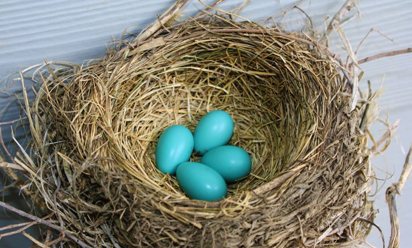 American-Robin-Nest.jpg