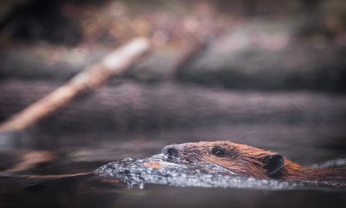 beaver_in_pond_carousel.jpg