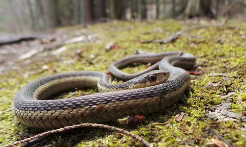 Eastern-Garter-Snake_1.jpg