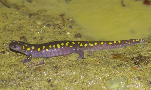 A-Spotted-Salamander.JPG