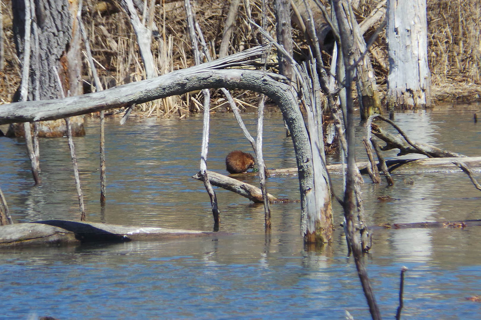 Muskrats, Beaver and Otters, Oh My!* thumbnail image